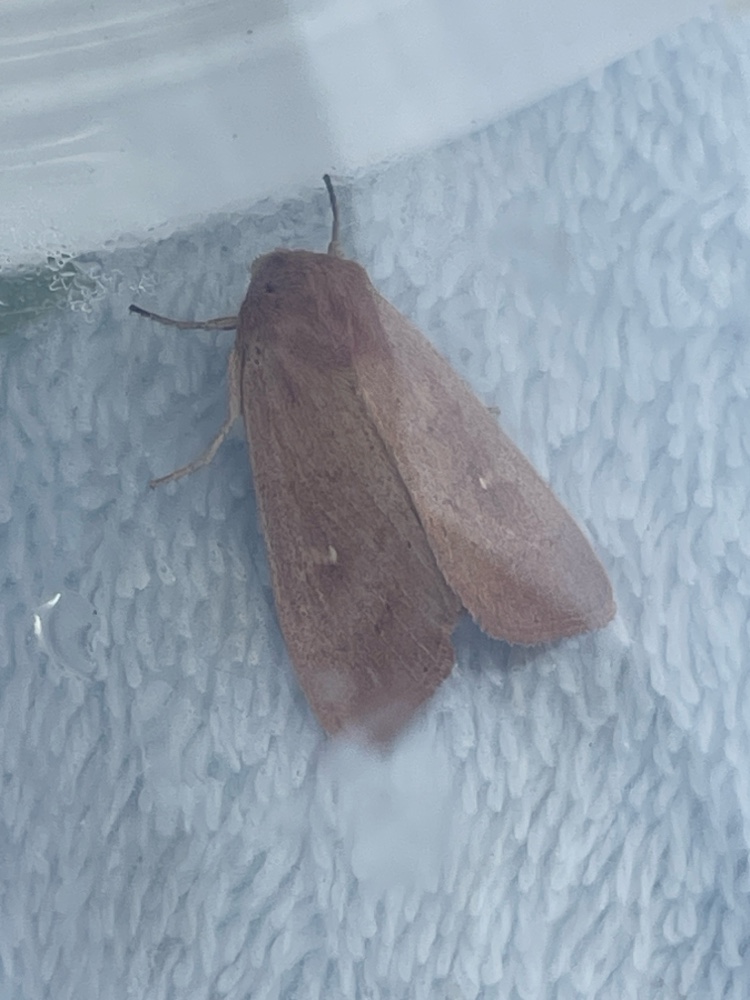 Photo of Clay (Mythimna ferrago)